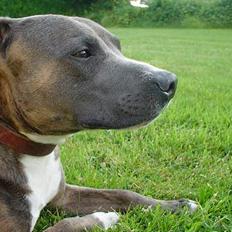 Amerikansk staffordshire terrier Silver(Død)