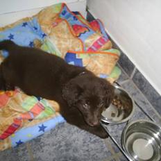 Blanding af racer Bella *6 mdr*