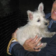 West highland white terrier Kåre