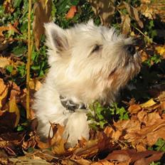 West highland white terrier Kåre