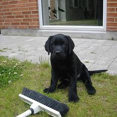 Labrador retriever Kenzo