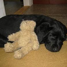 Labrador retriever Kenzo