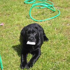 Labrador retriever Kenzo