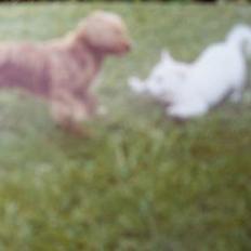 Hvid schæfer Mickie