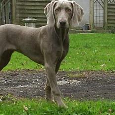Weimaraner Lilo