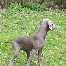 Weimaraner Lilo