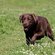 Labrador retriever Luna