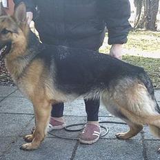 Schæferhund Sonto´s Galina (Pensionist )