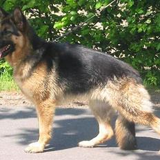 Schæferhund Sonto´s  Kira  (pensionist )