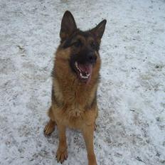 Schæferhund Sonto´s  Kira  (pensionist )