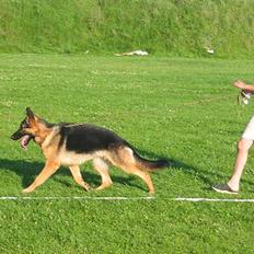 Schæferhund Sonto´s  Kira  (pensionist )