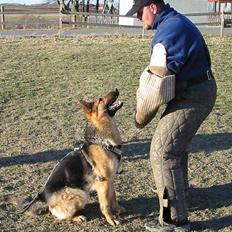 Schæferhund Sonto´s Galina (Pensionist )