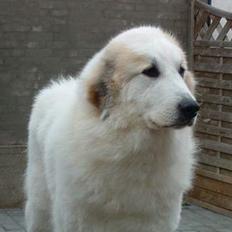 Pyreneerhund Inez