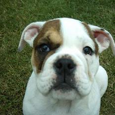 Engelsk bulldog Ozzi