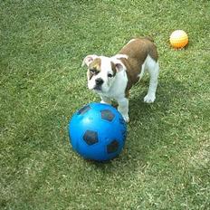 Engelsk bulldog Ozzi