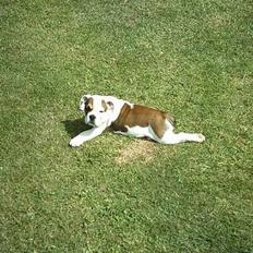 Engelsk bulldog Ozzi