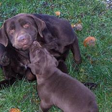 Labrador retriever Basse