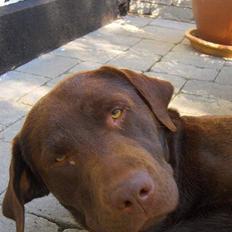 Labrador retriever Basse