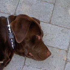 Labrador retriever Basse