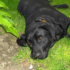 Labrador retriever Sussie