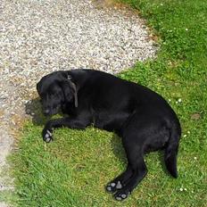 Labrador retriever Sussie