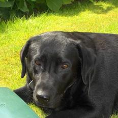 Labrador retriever Sussie