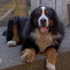 Berner sennenhund Snoopy (død)