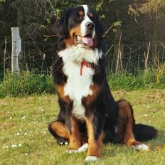 Berner sennenhund Argento (død)