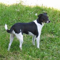 Dansk svensk gaardhund Trunte