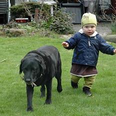 Labrador retriever Dixie