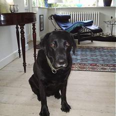 Labrador retriever Dixie