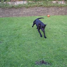 Labrador retriever Birkely Toto