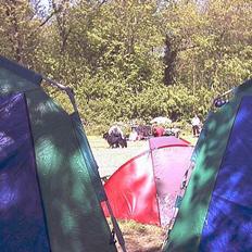 Berner sennenhund Snoopy (død)