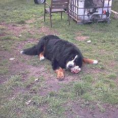 Berner sennenhund Snoopy (død)