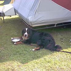 Berner sennenhund Argento (død)