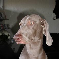 Weimaraner Chili 16.07.04