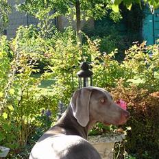 Weimaraner Chili 16.07.04