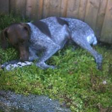 Korthåret hønsehund Petermann´s H-Cato