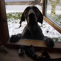 Korthåret hønsehund Petermann´s H-Cato