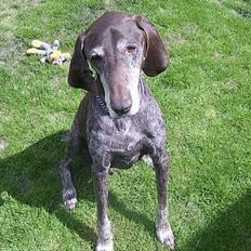 Korthåret hønsehund † Rico  †