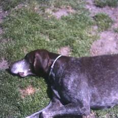 Korthåret hønsehund † Rico  †