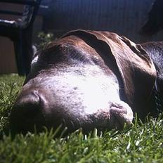 Korthåret hønsehund † Rico  †