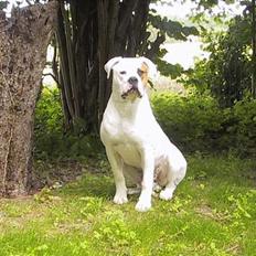 Amerikansk bulldog Nemo