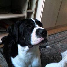 Blanding af racer hector