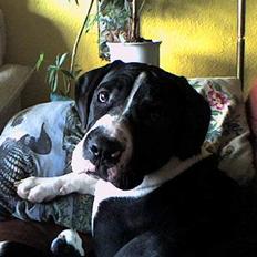 Blanding af racer hector