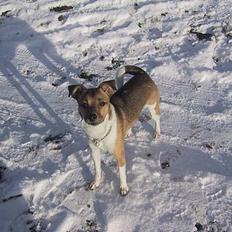 Dansk svensk gaardhund MOLLY + R. I. P 13/11-19 