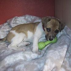 Dansk svensk gaardhund MOLLY + R. I. P 13/11-19 