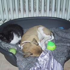 Dansk svensk gaardhund MOLLY + R. I. P 13/11-19 