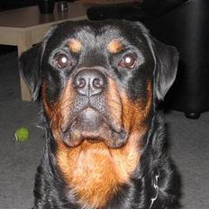 Rottweiler raco eller saaek s falco