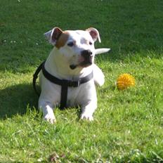 Amerikansk staffordshire terrier chika fik fred 23-03/10